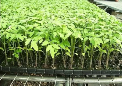 Vertical de la planta de interior hidropónicos los sistemas de cultivo
