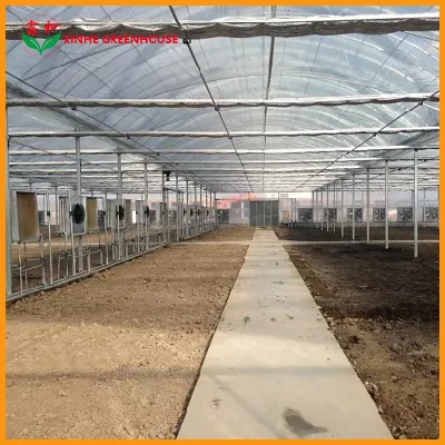 10000m2/comercial agrícola /span multi- Película/PO/PE/Plástico Casa Verde para los tomates y pimientos/Pepino/fresa con sistema hidropónico/riego por goteo
