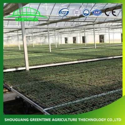 Cheap Multi-Span/span único túnel de plástico Cristal comercial la granja de policarbonato de efecto invernadero de la agricultura con semillero para el tomate hidropónico fresa