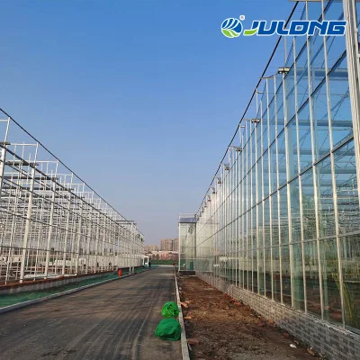La tecnología inteligente de Venlo de efecto invernadero de cristal templado de tipo jardín interior hidropónicos de cultivo de hortalizas