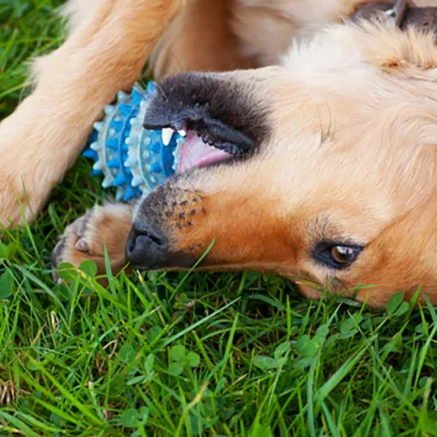 Suministros duraderos para mascotas para perros resistentes a las mordidas de tenis de juguete Pelota jugando a Dog Toys