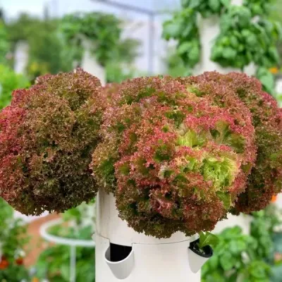 Home Use Hydroponic Growing Systems Vegetales planta Torre Jardín de la casa