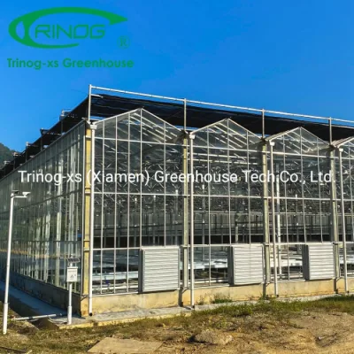  Trinog invernadero invernadero venlo vidrio invernadero portátil Casa verde con hidropónicos sistema