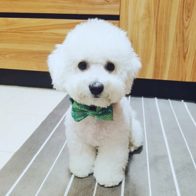  Suministros de mascotas al por mayor Collar ajustable de perro y Leash de mascota con Cachorro de corbata