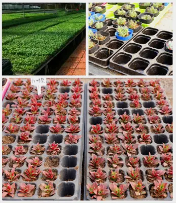 Vertical de la planta de interior hidropónicos los sistemas de cultivo