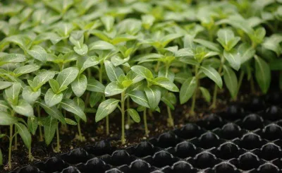 Vertical de la planta de interior hidropónicos los sistemas de cultivo