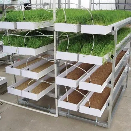 Hydroponic Nursery Growing Tray Fodder System