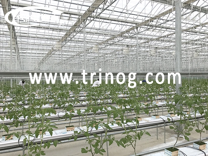 Trinog Greenhouse venlo glass portable greenhouse Green house with hydroponics system