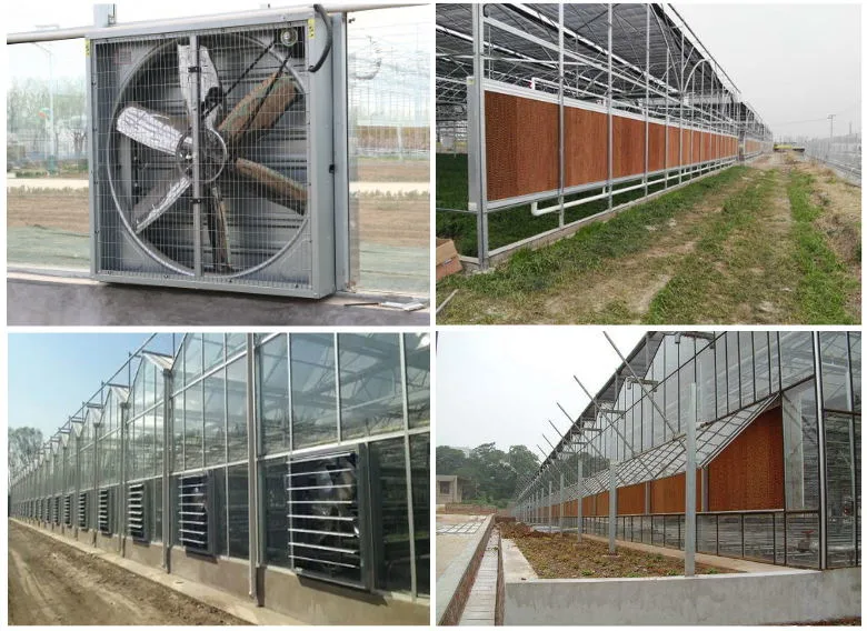 Venlo Type Single Layer Polycarbonate Greenhouse for Flower/Vegetable/Planting/Farm /Aquaculture/Livestock/Breeding/Ecological Restaurant with Hydroponic System