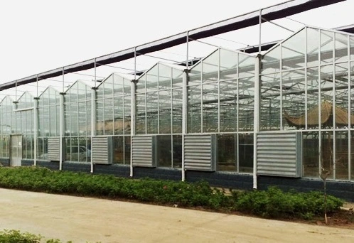 Low Cost Polycarbonate Sheet Commercial Greenhouse for Sale Supply by Chinese Factory