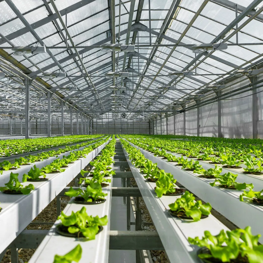 Hydroponic Nursery Growing Tray Fodder System