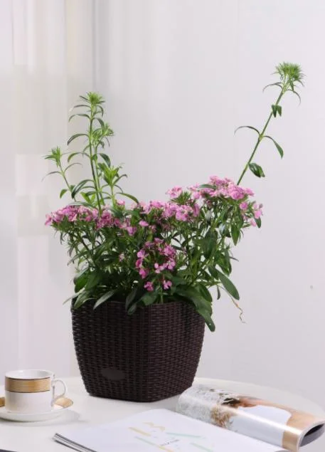 Wholesale Garden Rattan Flower Pots Factory Directly Sale Garden Supplies Medium Size Self-Watering Functions for Home Office (TB-3111)