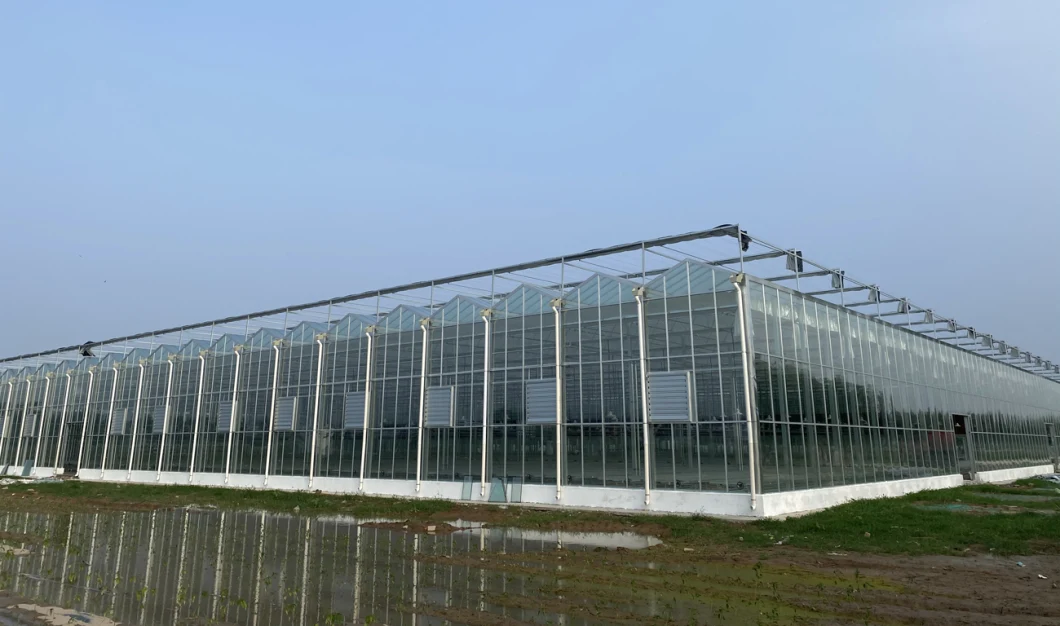 Venlo Hollow Double Tempered Glass Greenhouse with Hydroponics Growing System for Vegetables/ Flowers/ Tomato/ Farm/ Garden/ Eco Restaurant / Agriculture