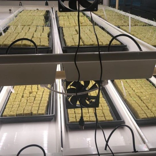 Hydroponic Nursery Growing Tray Fodder System