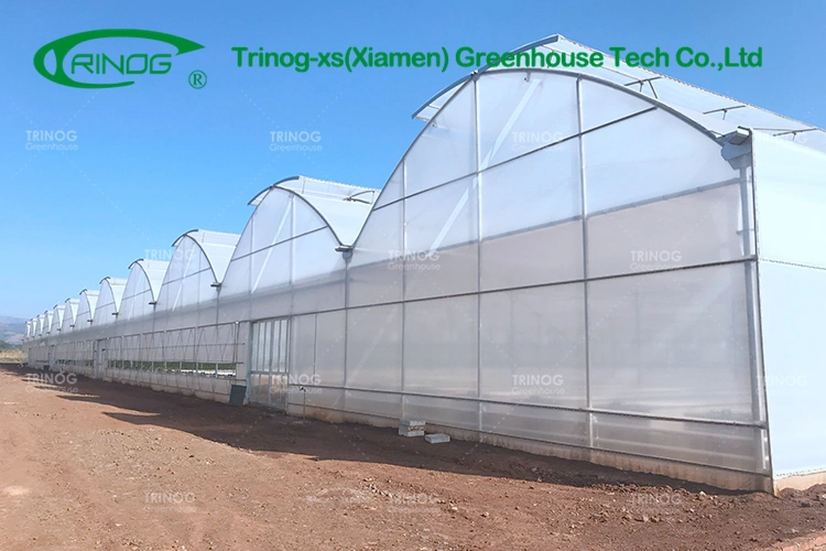 Vegetable Greenhouse Flower Growing Multi-span Film Greenhouse with Indoor Hydroponic System