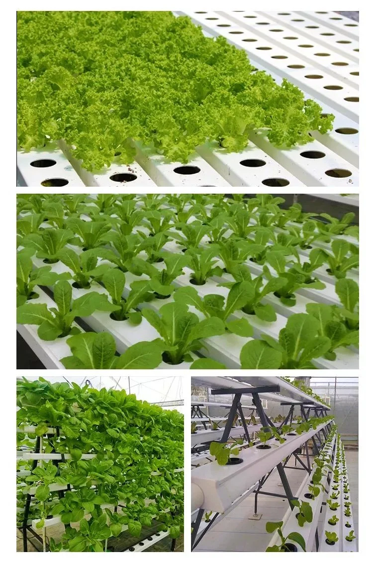 Environment Friendly Rollinng Bench Automated Hydroponics Garden Growing Nft Hydroponic Greenhouse System