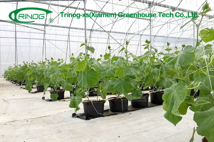 Vegetable Greenhouse Flower Growing Multi-span Film Greenhouse with Indoor Hydroponic System