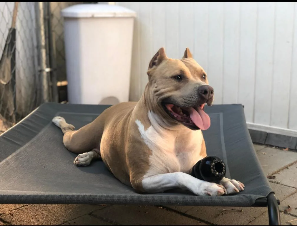 Portable Waterproof Outdoor Pet Foldable Elevated Dog Bed