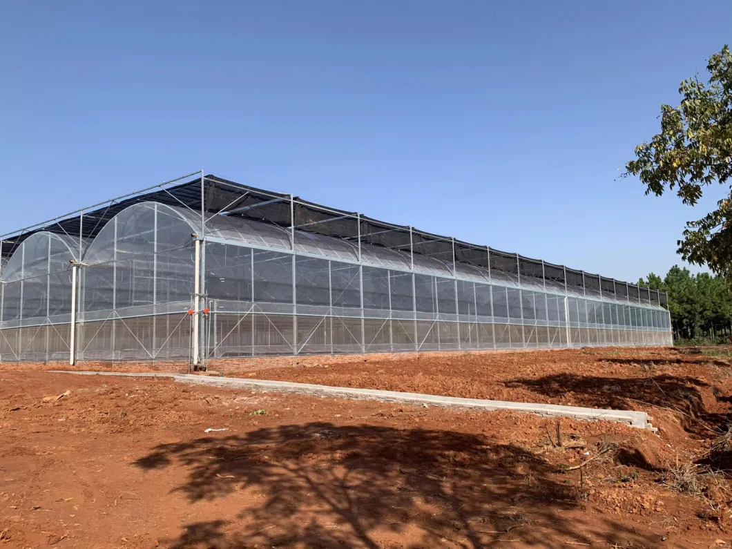 Serre Multi Span Garden Warm Agro Shed with Ventilation System