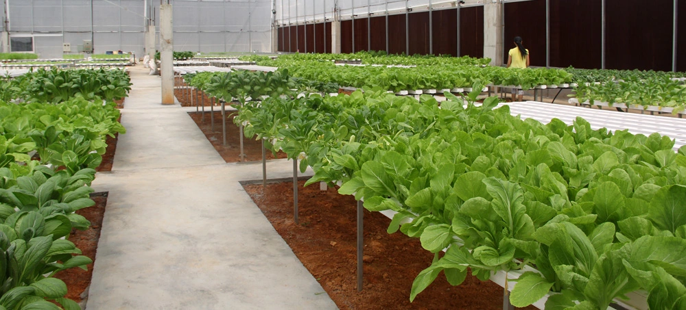 PVC Nft Channel Hydroponic Growing Channel Systems for Farming