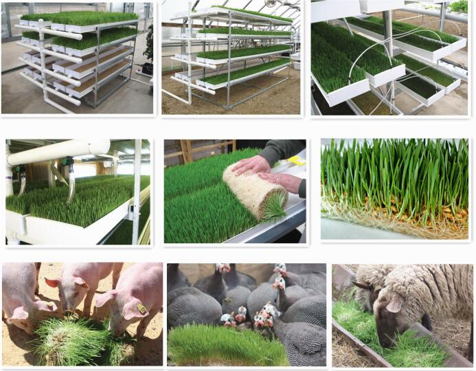 Hydroponic Nursery Growing Tray Fodder System