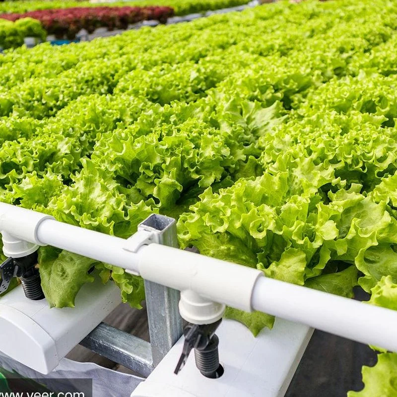 Film/Glass/Sunboard Greenhouse with Hydroponic/Cooling/Heater for Cherry/Cucumber/Tomato/Vegetable