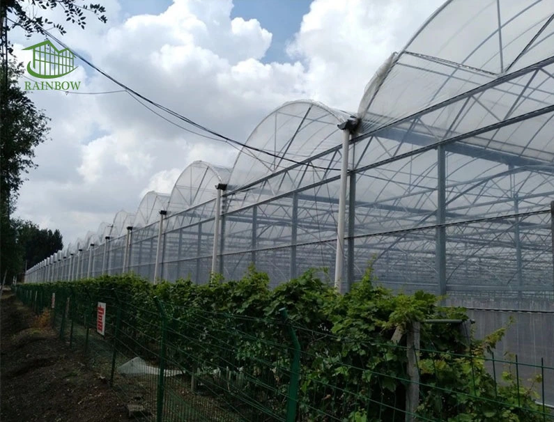 Factory Supply Net Covered Multi-Tunnel Greenhouse