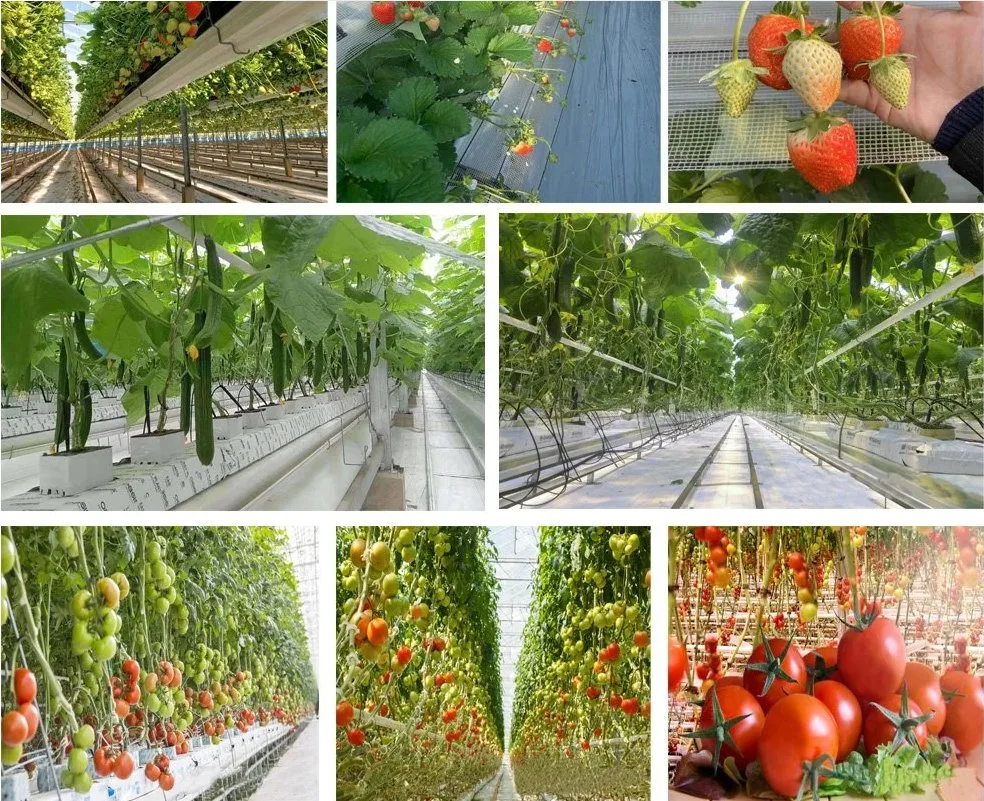 Multi-Span Plastic Pop up Greenhouse for Tomato