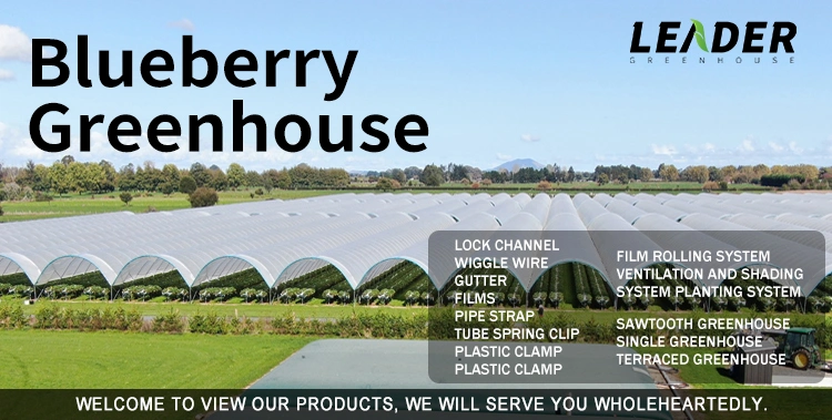Cheap Plastic Film Greenhouse for Blueberry Indoor Growing