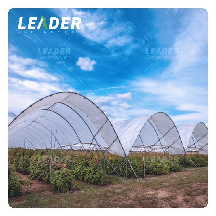 Low Cost Plastic Sheet Strawberry and Blueberry Growing Greenhouse Supplies