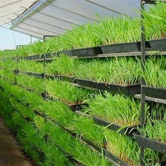 Hydroponic Nursery Growing Tray Fodder System