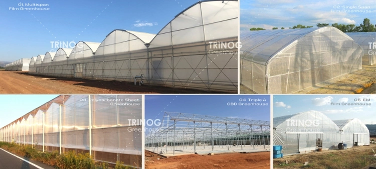 Modern multi-span high tunnel plastic film/ glass/ polycarbonate hydroponic greenhouse for agriculture