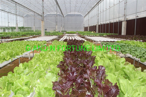 Hot Sale Hydroponic Channel System in Greenhouse and Farm Nft Channels for Hydroponic Growing