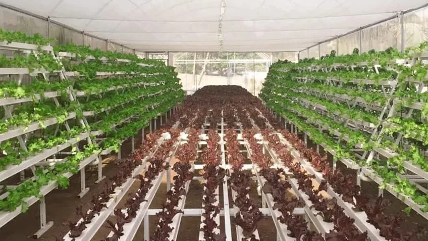 Nft Channel Hydroponic Growing System for Greenhouse