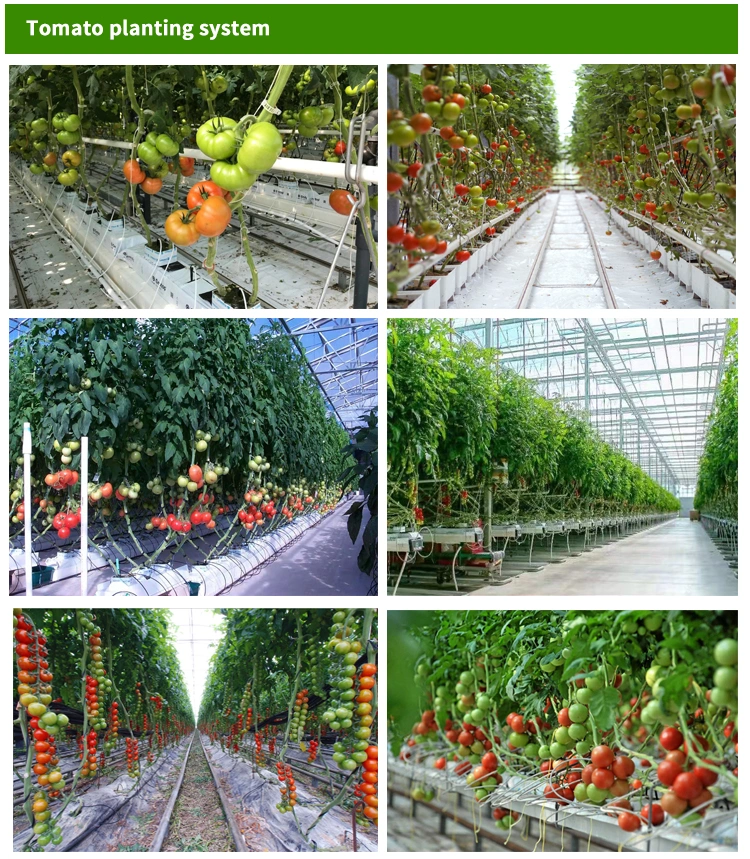 Turnkey Project Agricultural Multi Span Film/Polycarbonate/Glass Steel Structure Greenhouse with Hydroponics Irrigation System Used Tomato/Lettuce/Strawberry