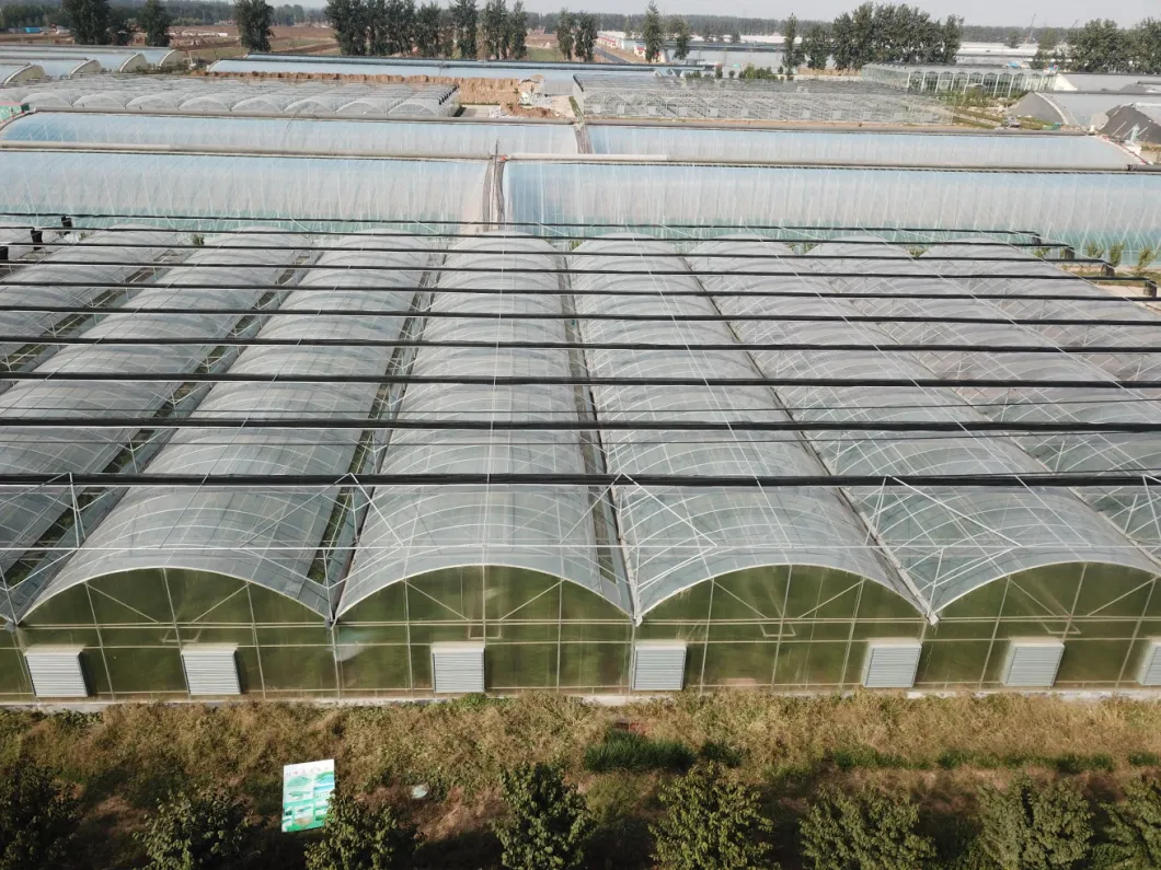 Low Cost Mini Poly Tunnel Agriculture Green House Vegetable High Polythene Tunnel Rain Shelter Greenhouse for Tomato