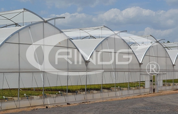 Modern multi-span high tunnel plastic film/ glass/ polycarbonate hydroponic greenhouse for agriculture
