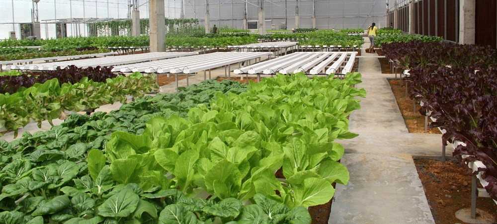 Professional and Customizable Agricultural Vertical Hydroponic Hydroponic Growing Systems