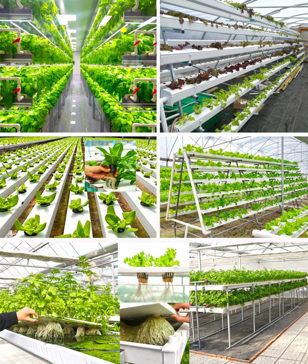 Agriculture Single-Span Arch Type Film Garden Greenhouse with Hydroponics Growing System for Agriculture/ Poultry/ Vegetables/ Tomatoes/ Strawberry