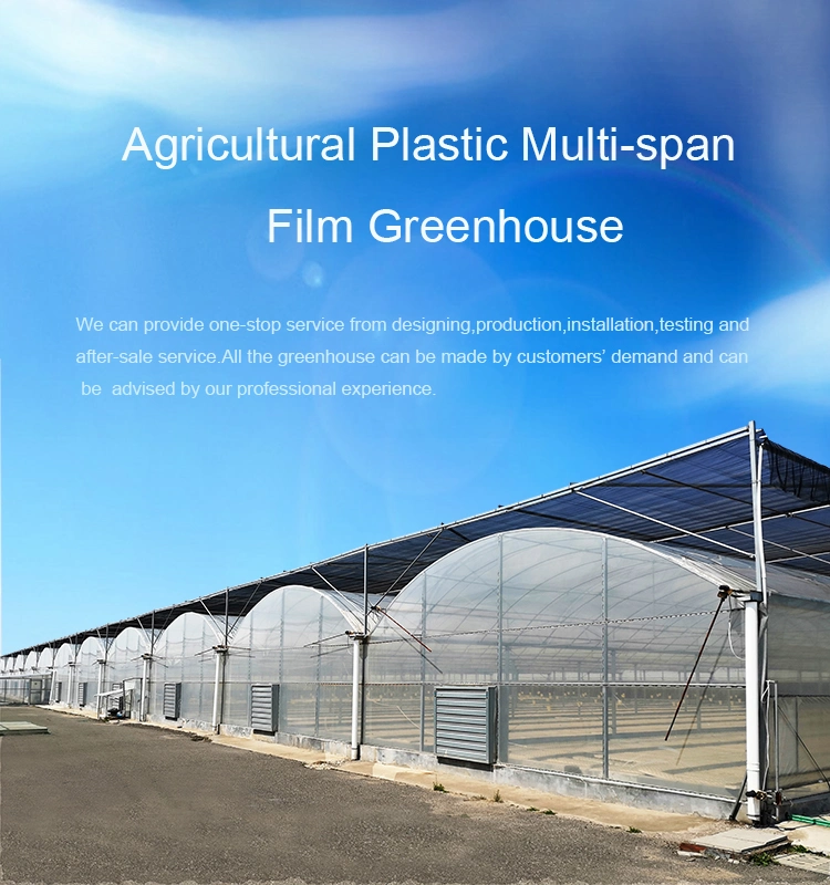 Multi-Span Arch Type Film Greenhouse with Hydroponics Growing System Indoor