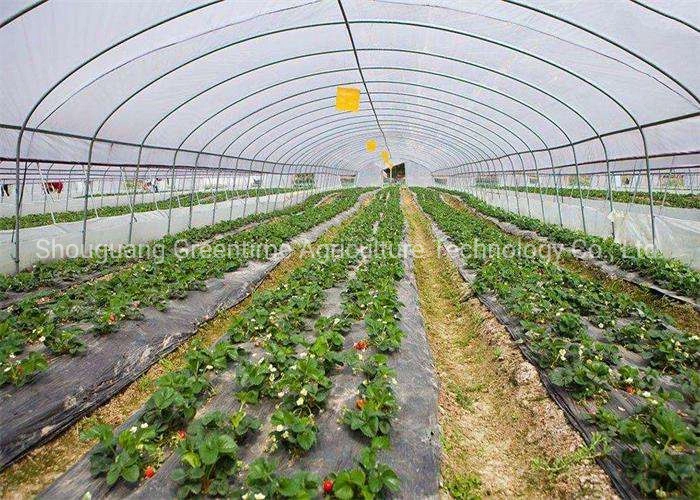 Agricultural/Commercial Single Span/Cheap Tunnel/Gothic Plastic Film Hydroponic Greenhouse for Tomatoes Lettuce Cucumber