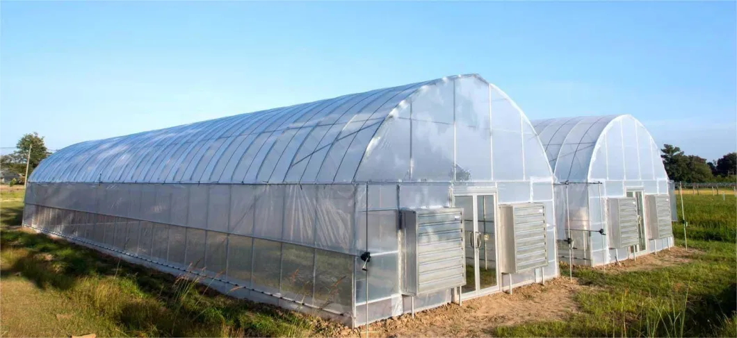 Agriculture Single-Span Arch Type Film Garden Greenhouse with Hydroponics Growing System for Agriculture/ Poultry/ Vegetables/ Tomatoes/ Strawberry