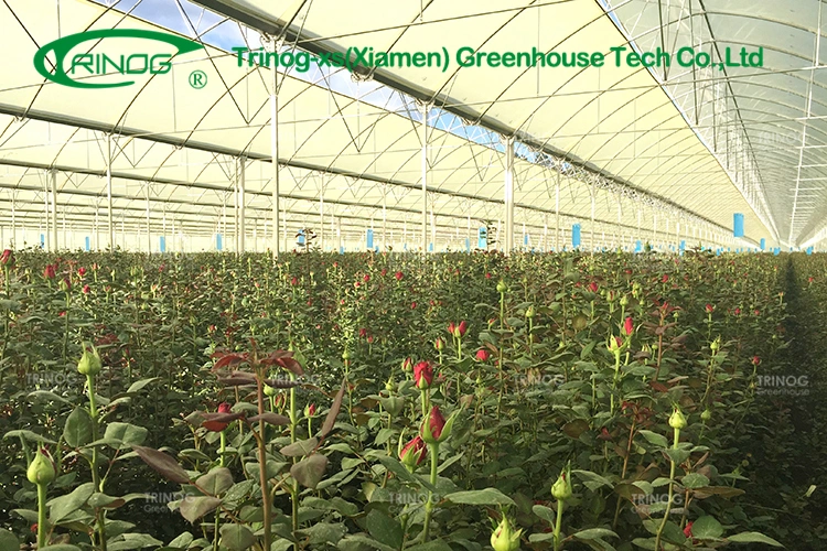 Vegetable Greenhouse Flower Growing Multi-span Film Greenhouse with Indoor Hydroponic System