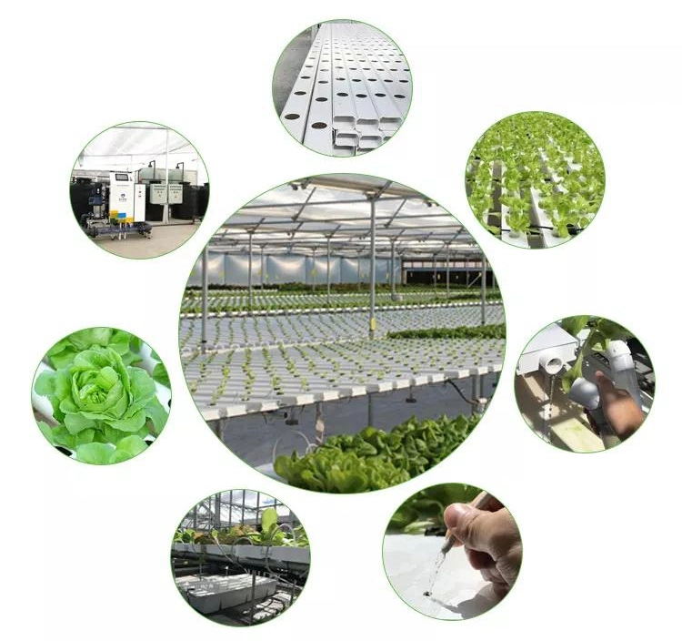 Environment Friendly Rollinng Bench Automated Hydroponics Garden Growing Nft Hydroponic Greenhouse System