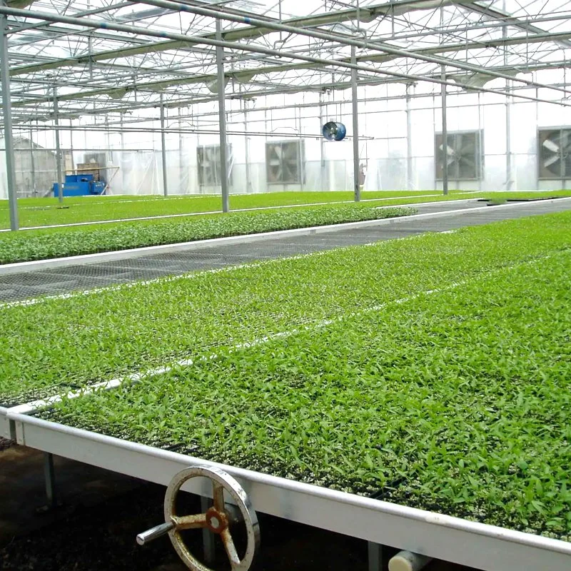 Commercial Metal Aluminum Frame Film/Glass/Ecogical/Backyard Mini Greenhouse for Cherry/Strawberry/Chilli/Lettuce with Fan Seedbed