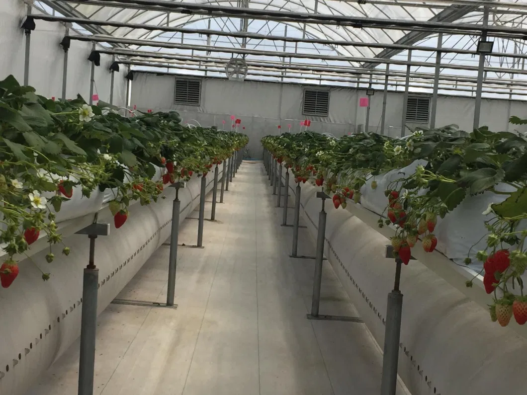 Hydroponic Strawberry Gutter PVC Gutter System for Greenhouse Strawberry Growing