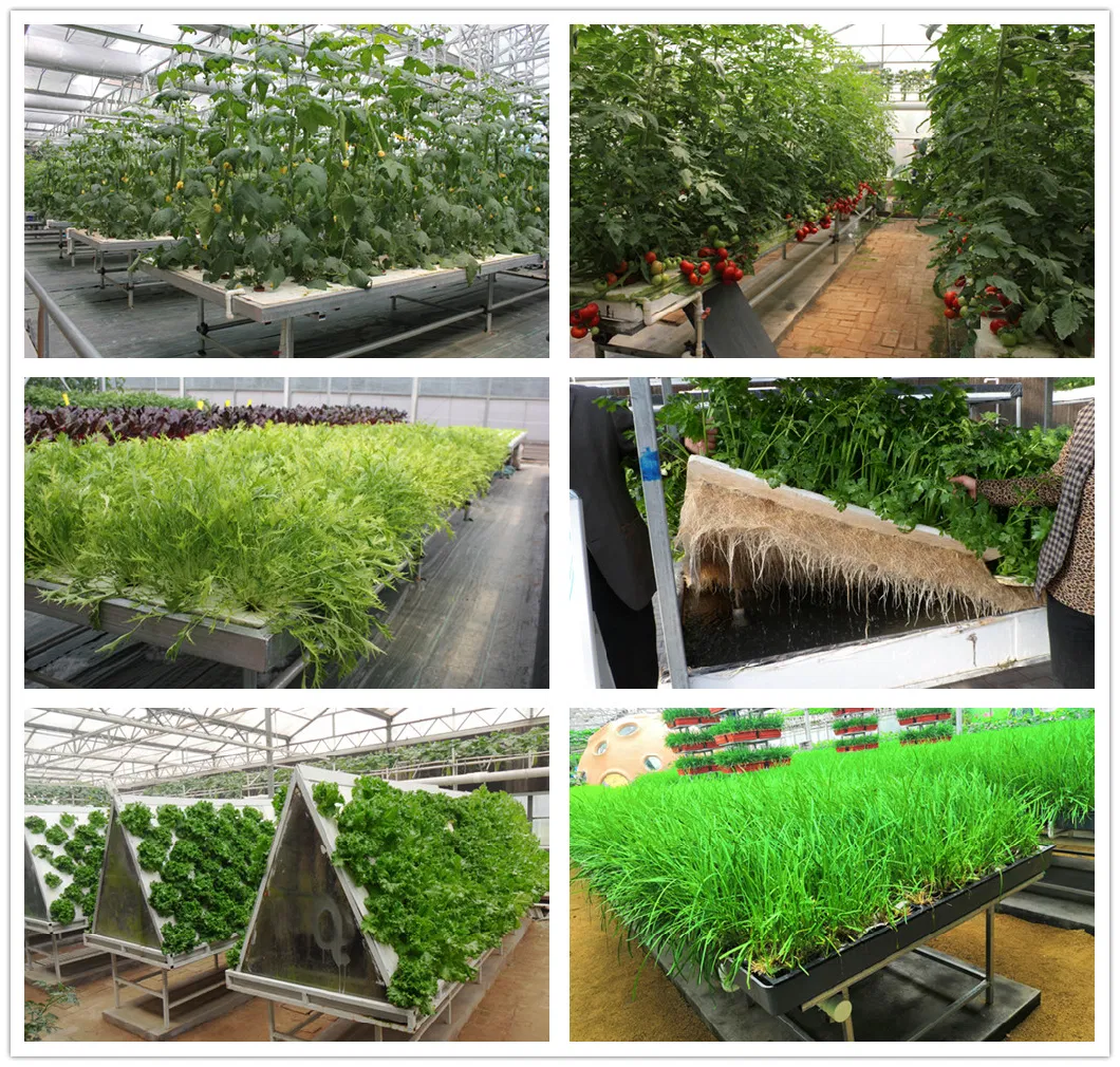 Greenhouse Indoor Use Vertical Mft Dwc Commercial Hydroponics Growing System