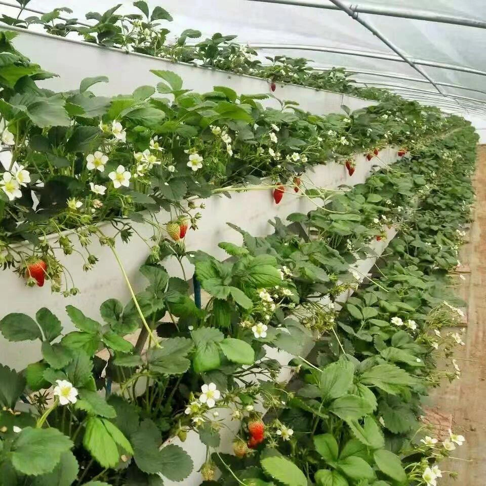 Hydroponic Greenhouse for Strawberry Farm Groove PVC Gutter