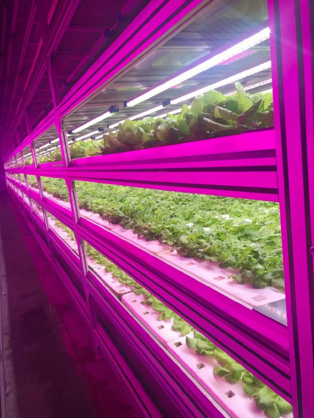 Hydroponic Container Farm/Plant Factory