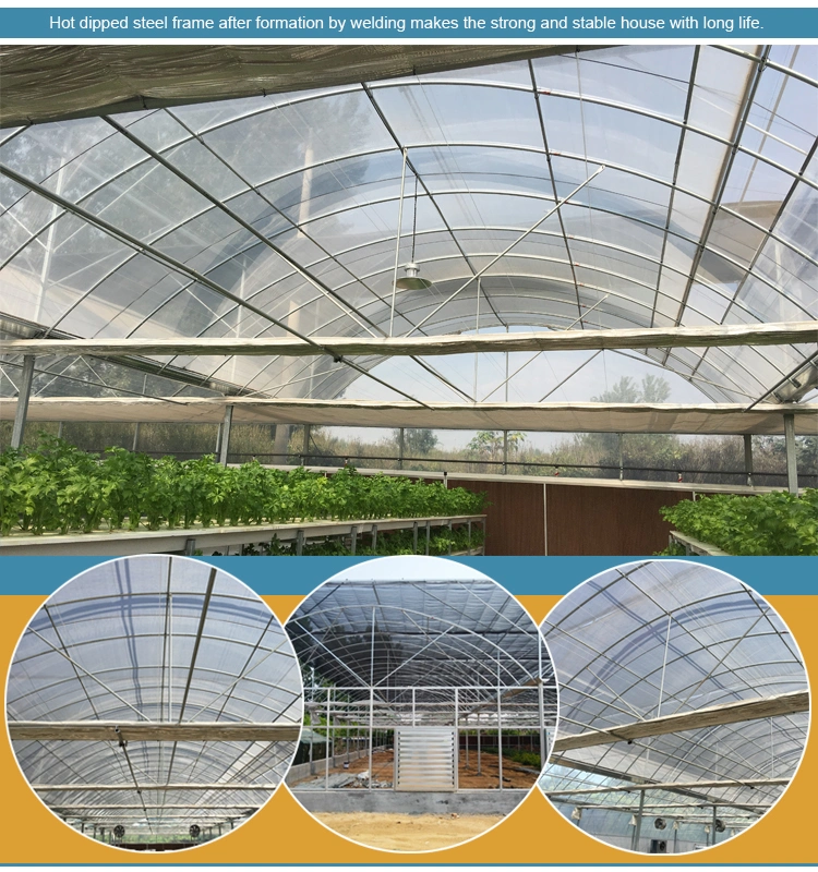 Multi-Span Arch Type Film Greenhouse with Hydroponics Growing System Indoor